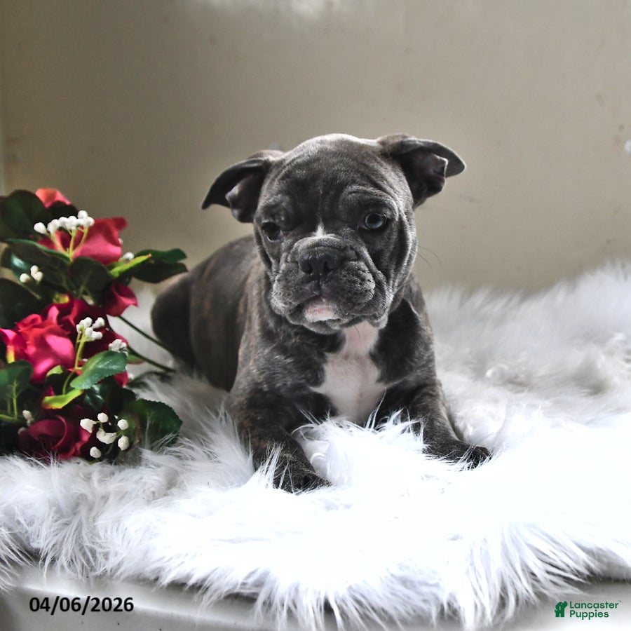 Frenchton dogs Blue  - Ad 1