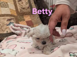 Malshi dogs Betty - Ad 4
