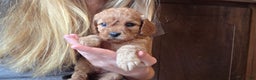 Cavapoo dogs for sale: Nova - Ad 8