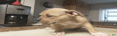 American Bully Puppy 6