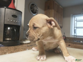 American Bully dogs - Ad 33