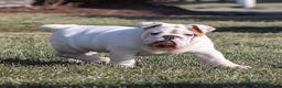 English Bulldog dogs for sale: Frosty - Ad 8