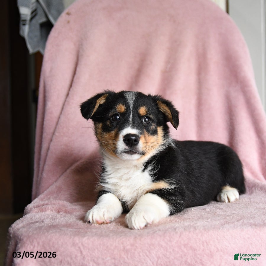 Mixed Breed dogs Butter Pecan - Ad 1