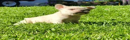French Bulldog dogs for sale: Mello - Ad 22