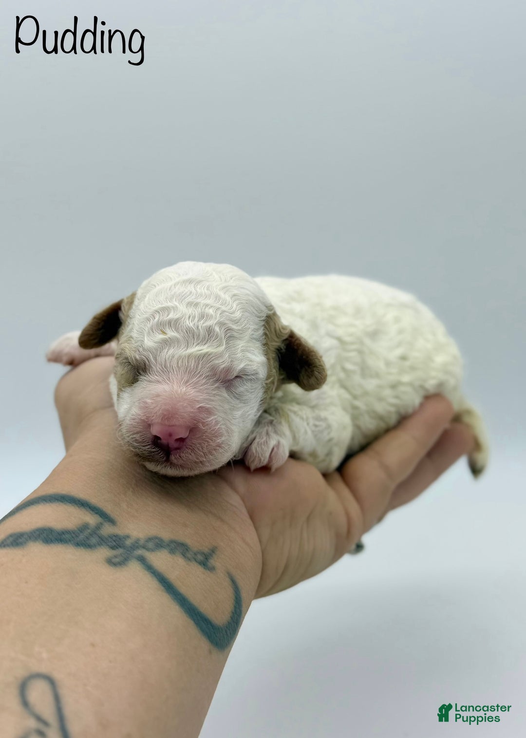 Miniature Poodle dogs for sale: Pudding - Ad 3