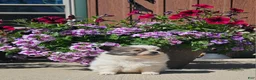 Pomchi dogs for sale: Pomchi Puppy 4 - Ad 2