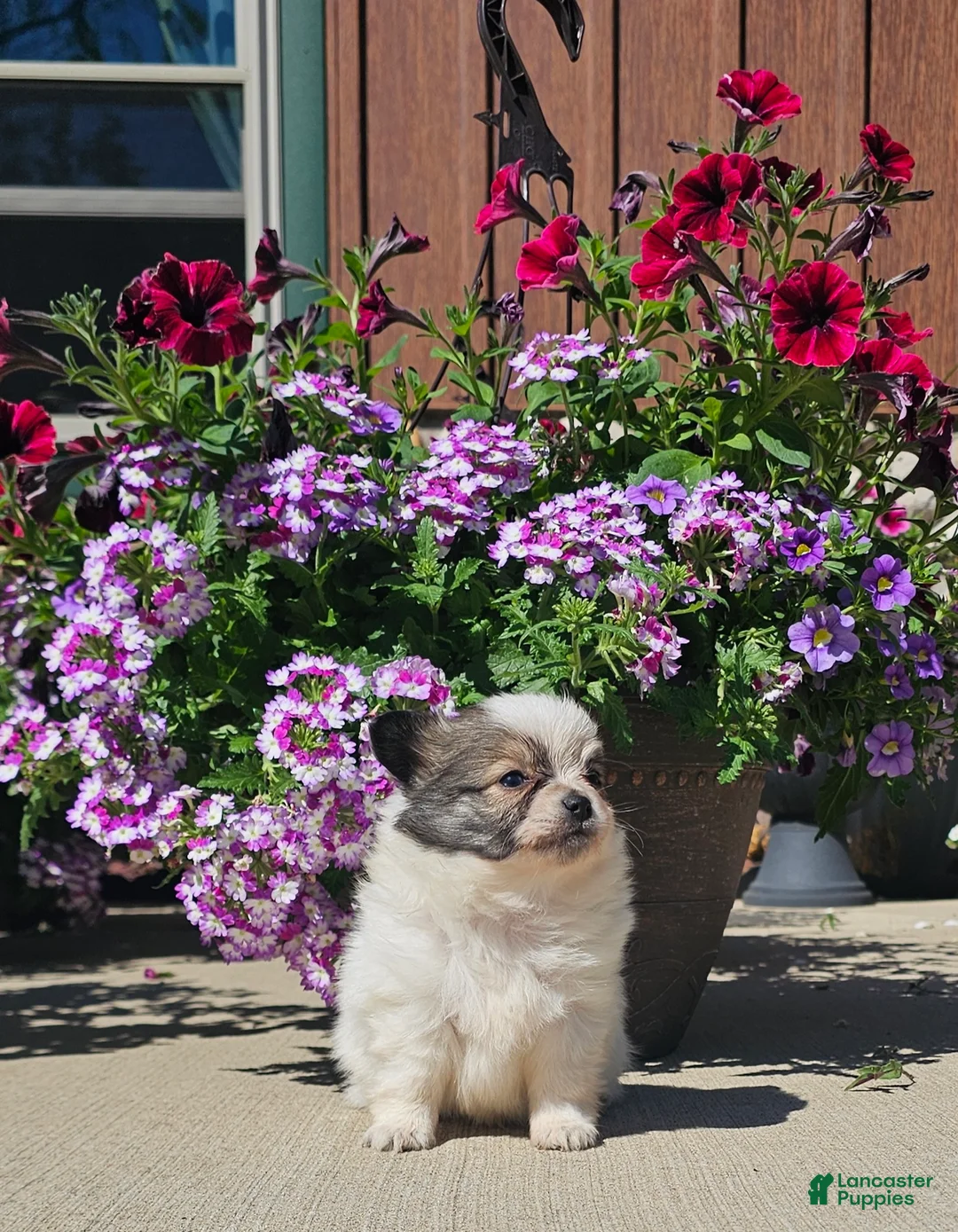 Pomchi dogs for sale: Pomchi Puppy 4 - Ad 2