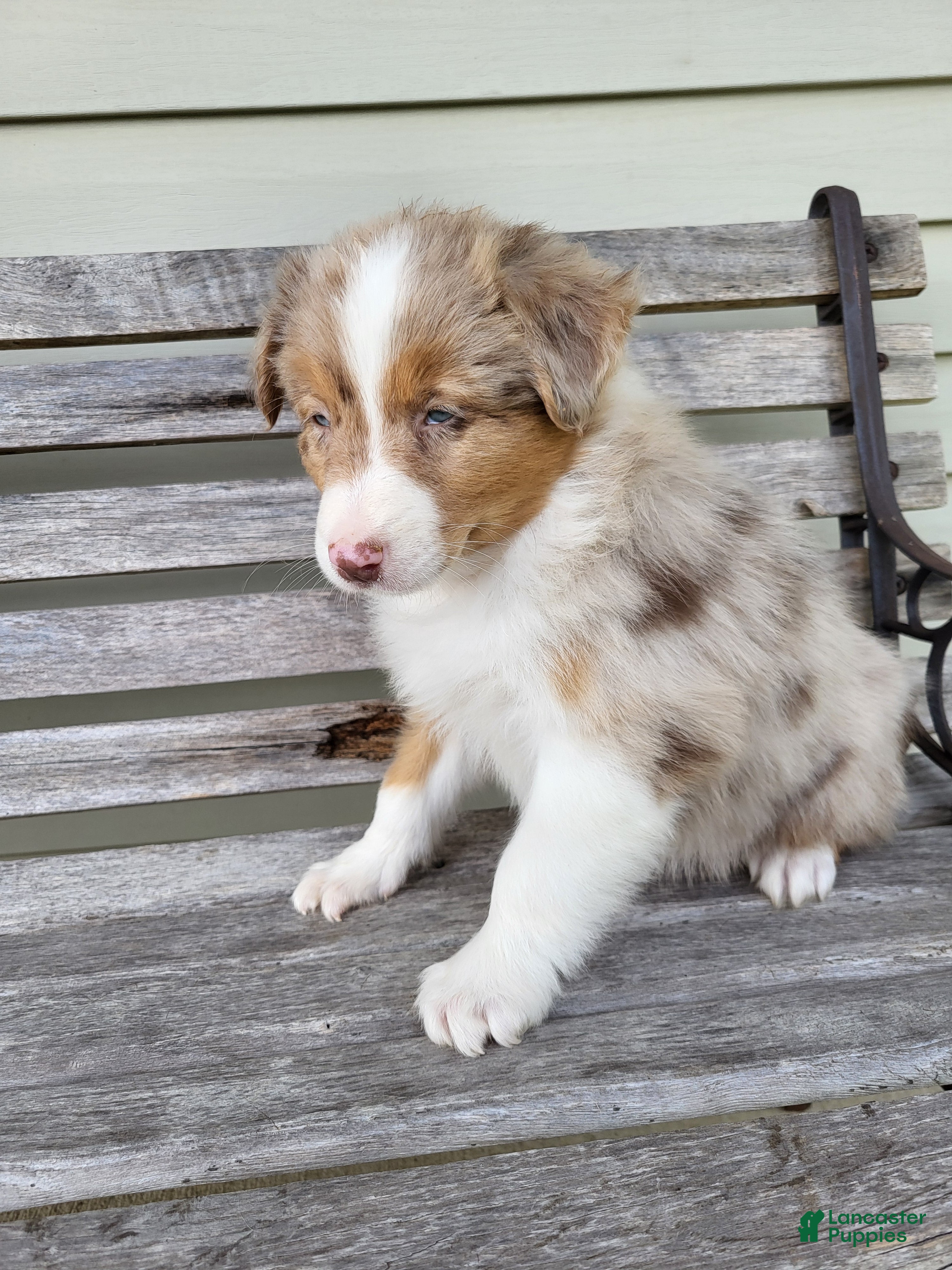 Australian Shepherd dogs Oprah  - Ad 2