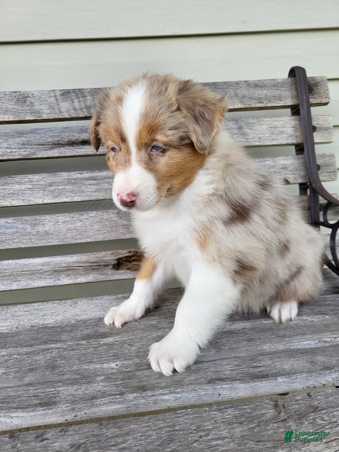 Australian Shepherd dogs for sale: Oprah  - Ad 2