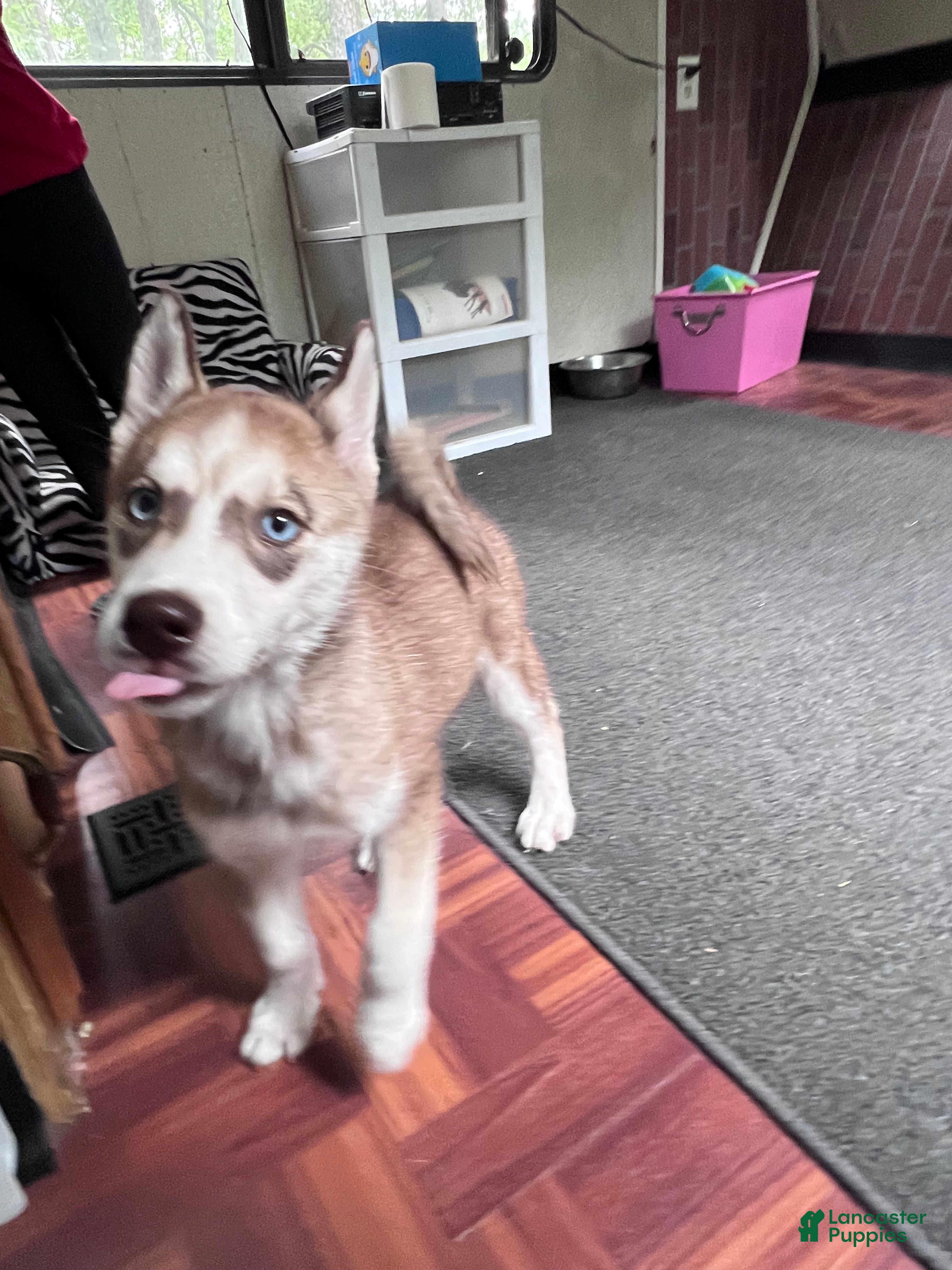 Siberian Husky dogs Ruby my lady in red - Ad 1