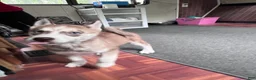 Siberian Husky dogs for sale: Ruby my lady in red - Ad 2