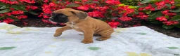 Boxer dogs for sale: Sarah - Ad 4