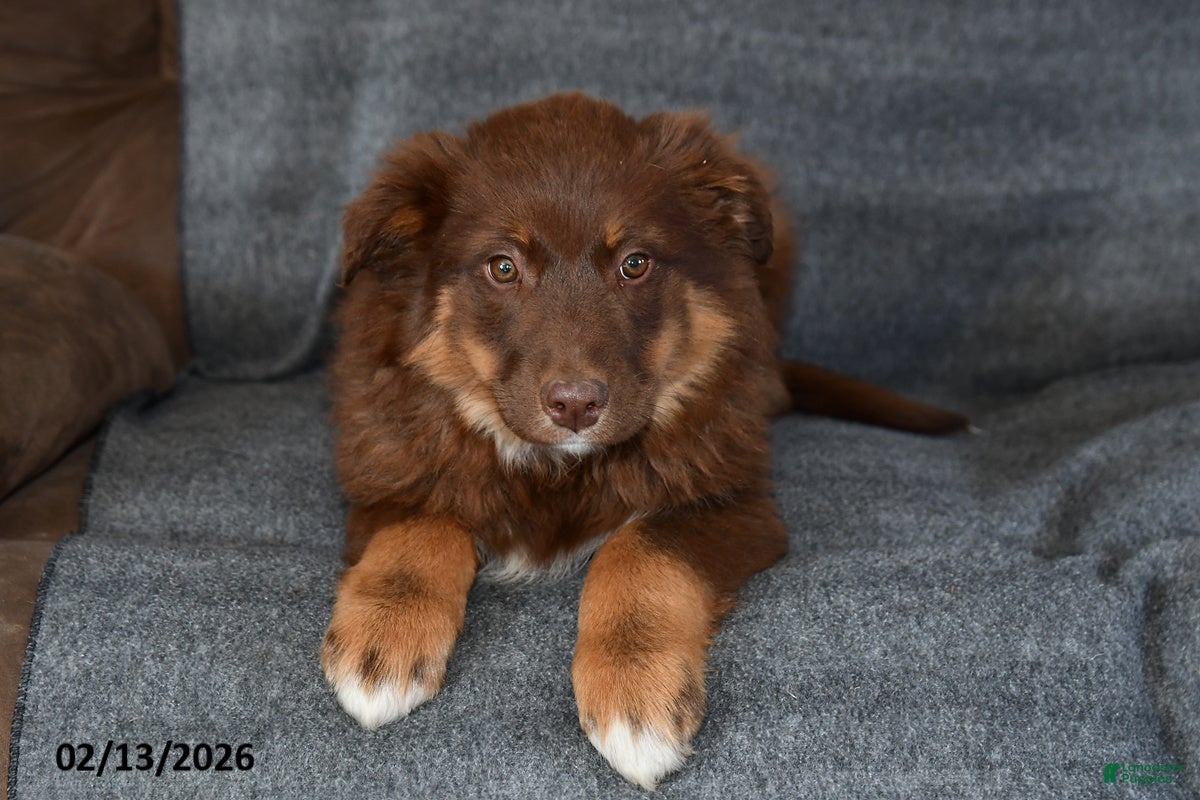 Mixed Breed dogs Chloe - Ad 4