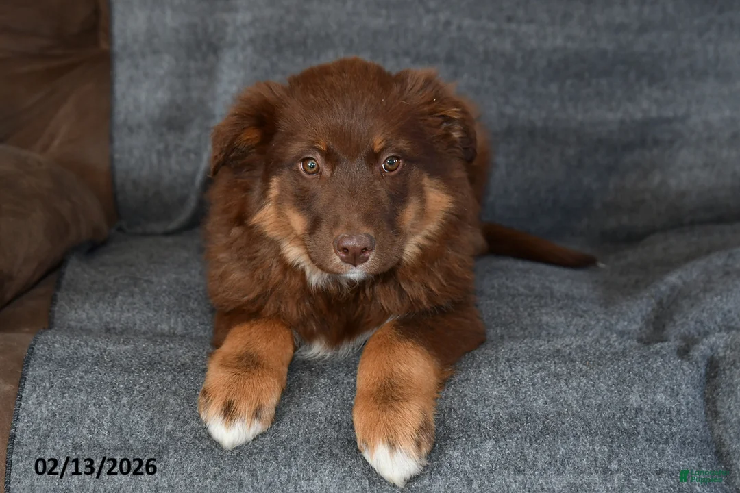 Mixed Breed dogs for sale: Chloe - Ad 1