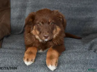 Mixed Breed dogs Chloe - Ad 4