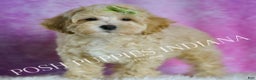 Maltipoo dogs for sale: Bubbles - Ad 5