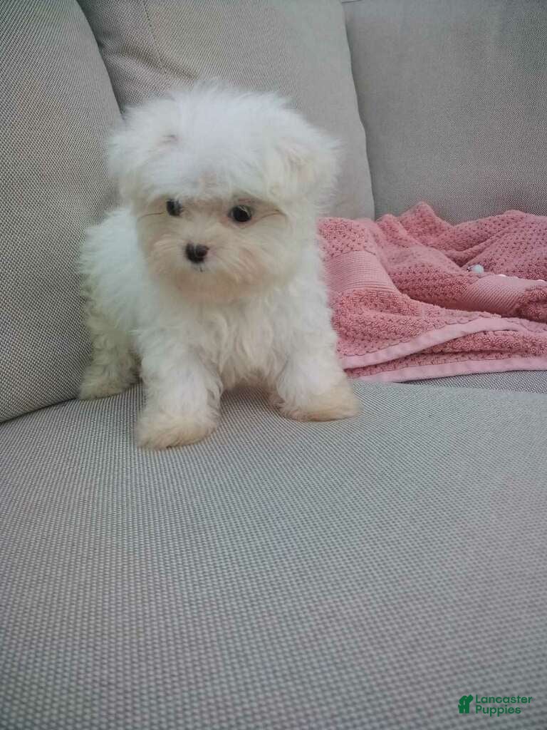 Maltese dogs Lily - Ad 2