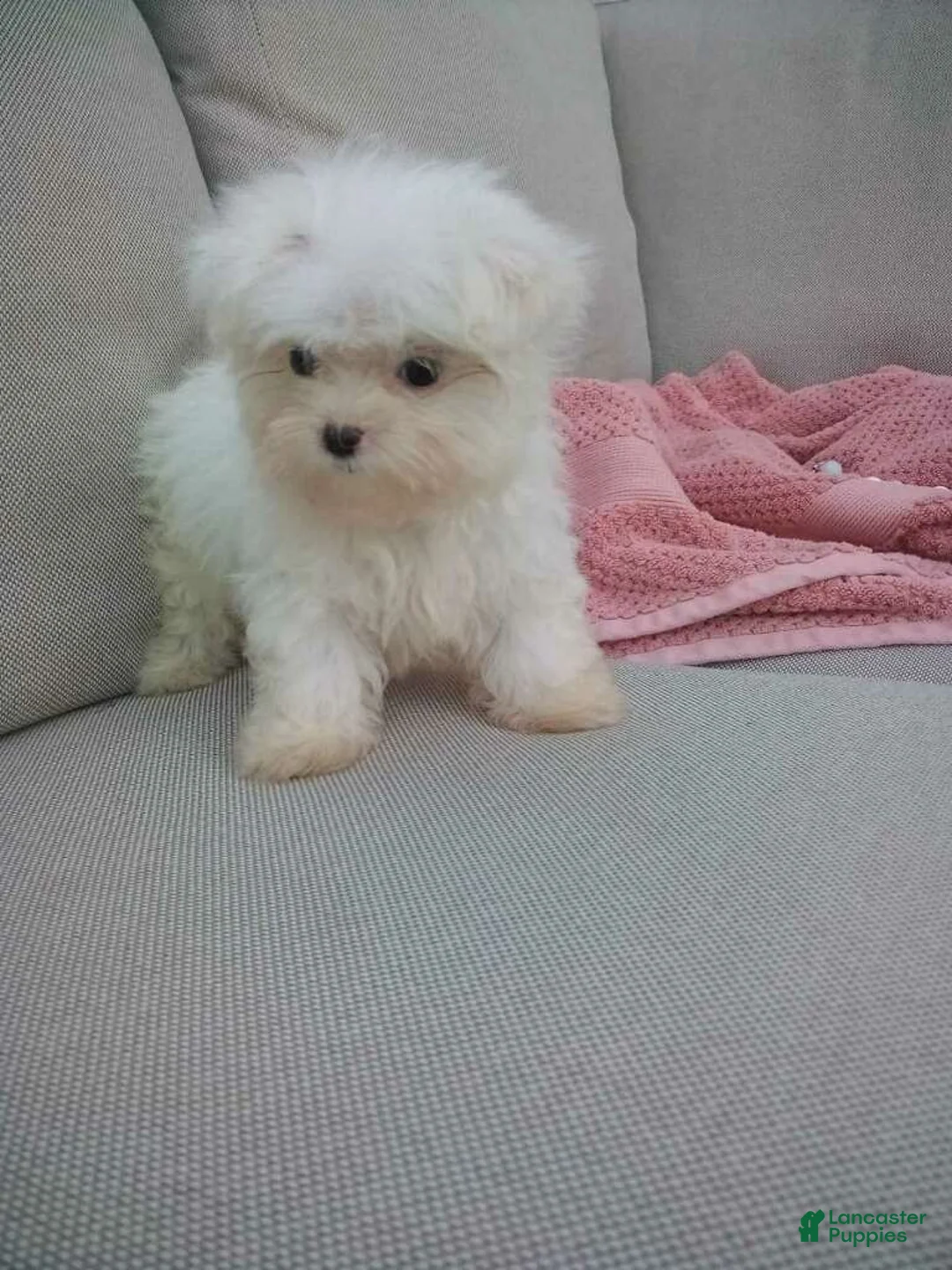 Maltese dogs for sale: Lily - Ad 2