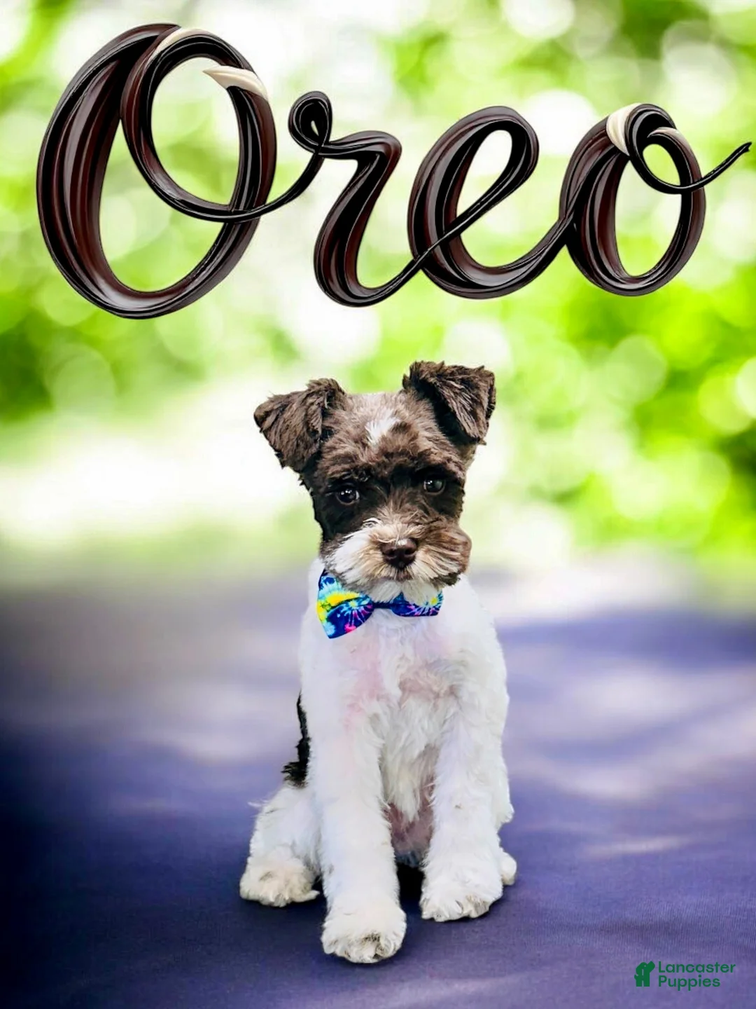 Miniature Schnauzer dogs for sale: Miniature Schnauzer Puppy 4 - Ad 2