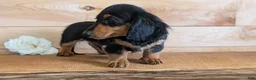 Miniature Dachshund dogs for sale: Riley - Ad 8