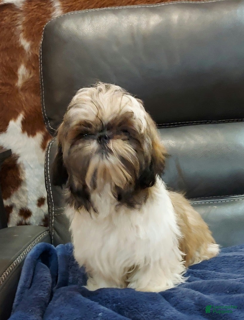 Shih Tzu dogs Mickey - Ad 1