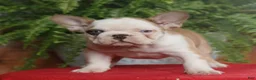 French Bulldog dogs for sale: Mila - Ad 2
