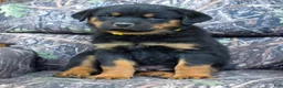 Rottweiler dogs for sale: Joey - Ad 1