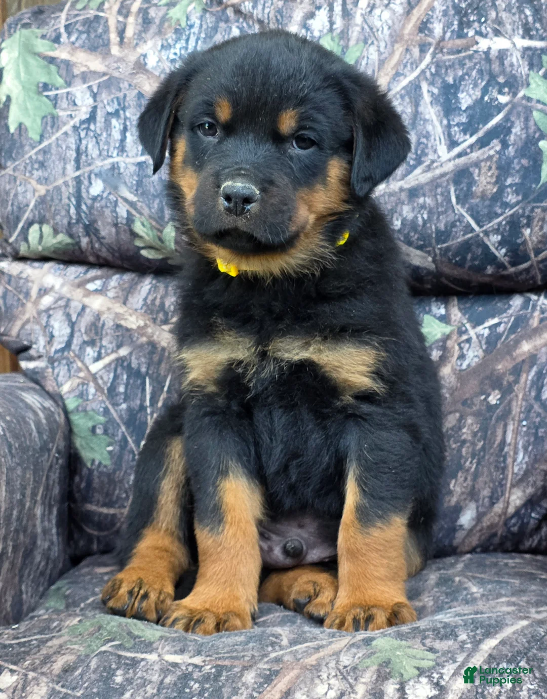 Rottweiler dogs for sale: Joey - Ad 1