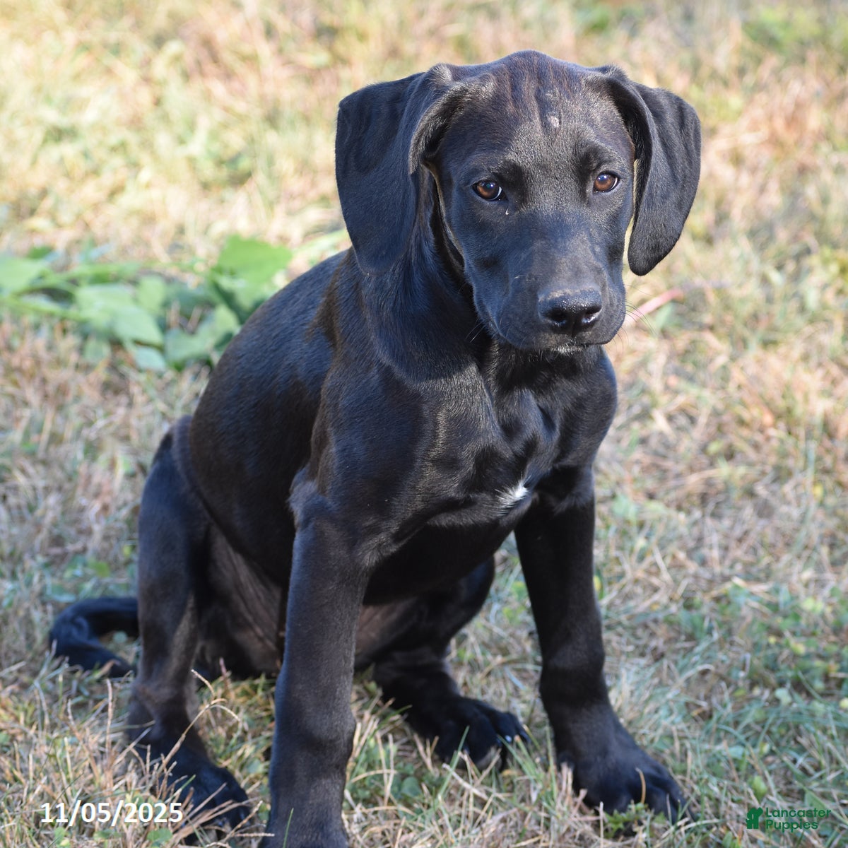 Mixed Breed dogs Cricket - Ad 4