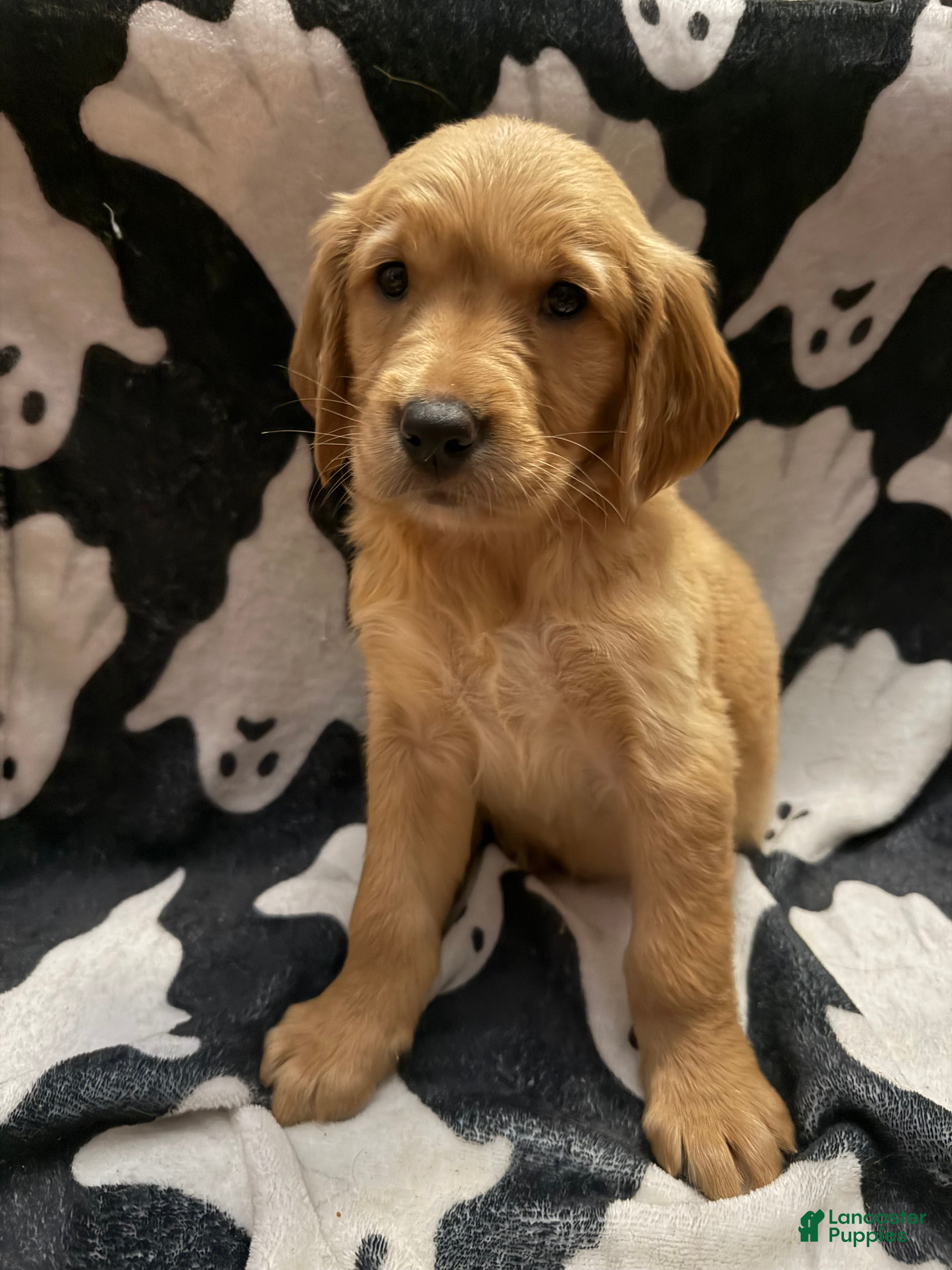 Golden Retriever dogs for sale: Chucky - Ad 3