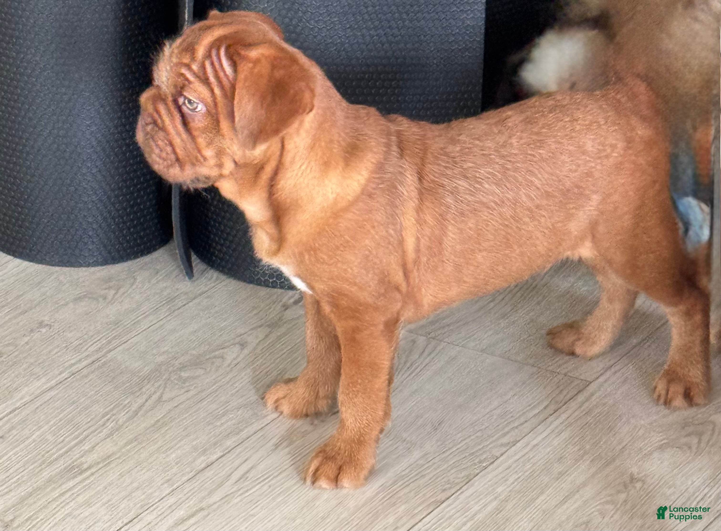 French Bulldog dogs TuPac - Ad 24