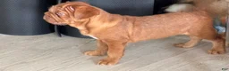 French Bulldog dogs for sale: TuPac - Ad 1