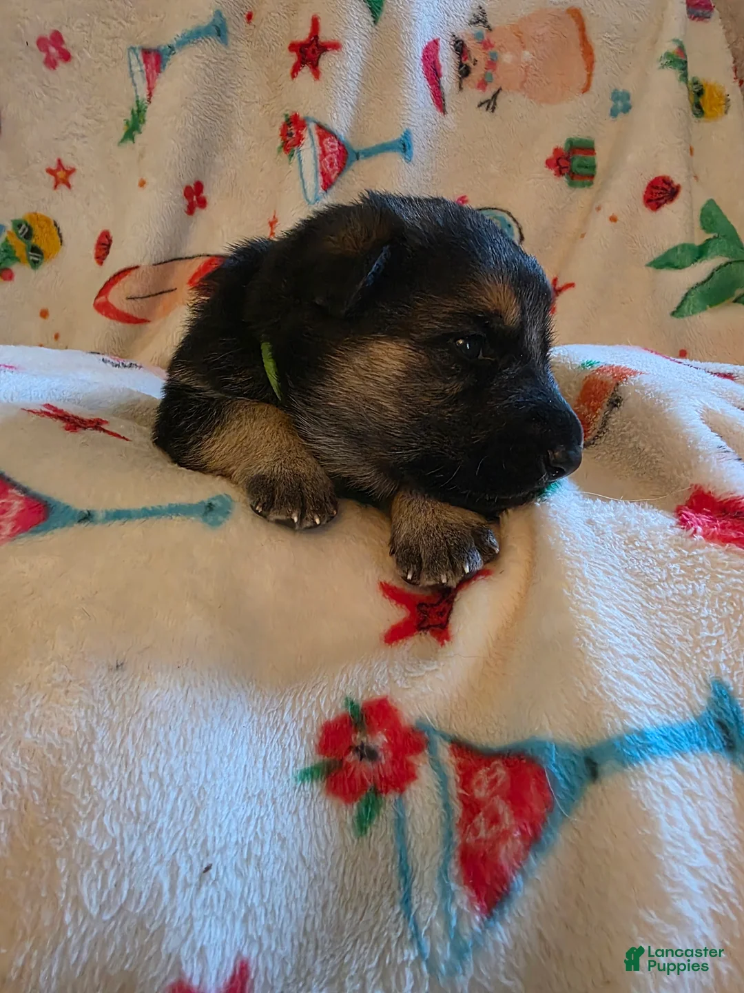 German Shepherd dogs for sale: German Shepherd Puppy 4 - Ad 12