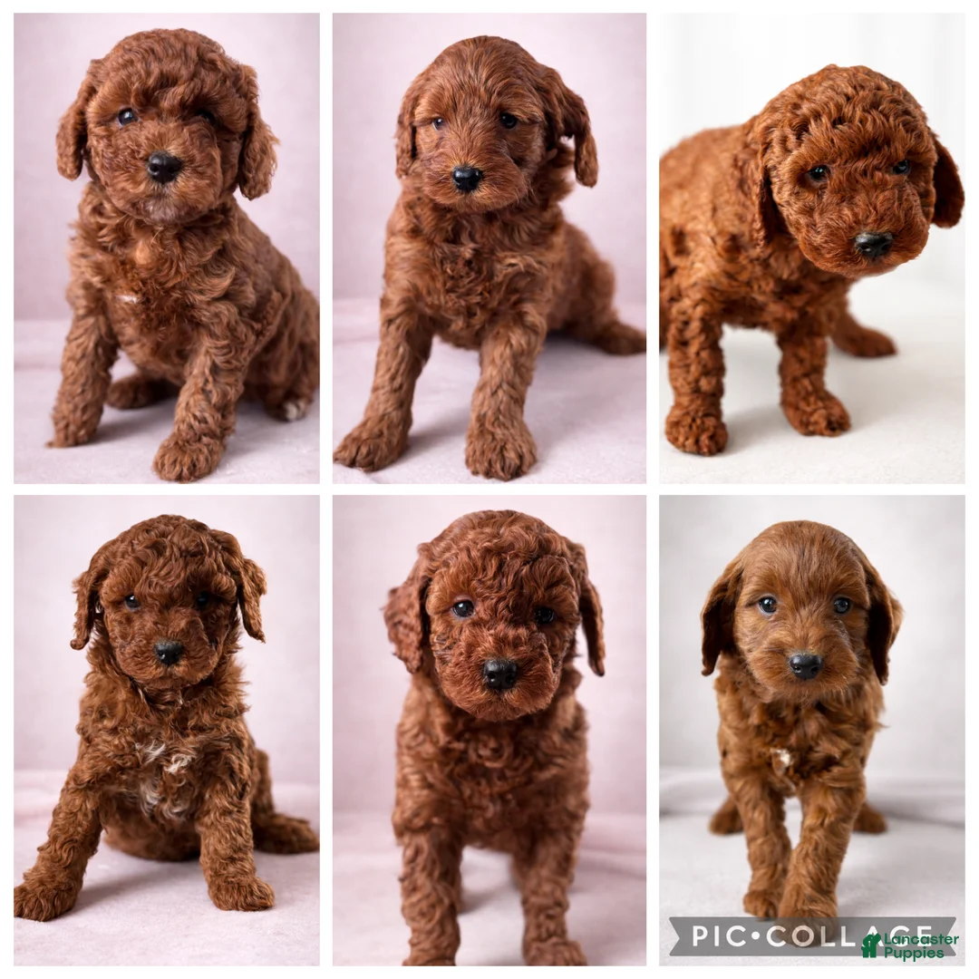 Mini Goldendoodle dogs for sale: Amour - Ad 2