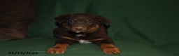 Mixed Breed dogs for sale: Benny - Ad 2