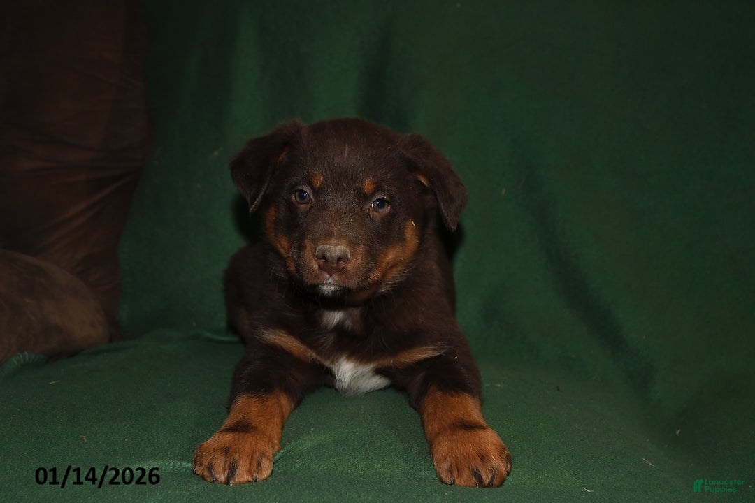 Mixed Breed dogs for sale: Benny - Ad 2