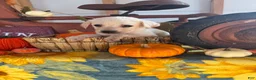 Labrador Retriever dogs for sale: Labrador Retriever 2 - Ad 4