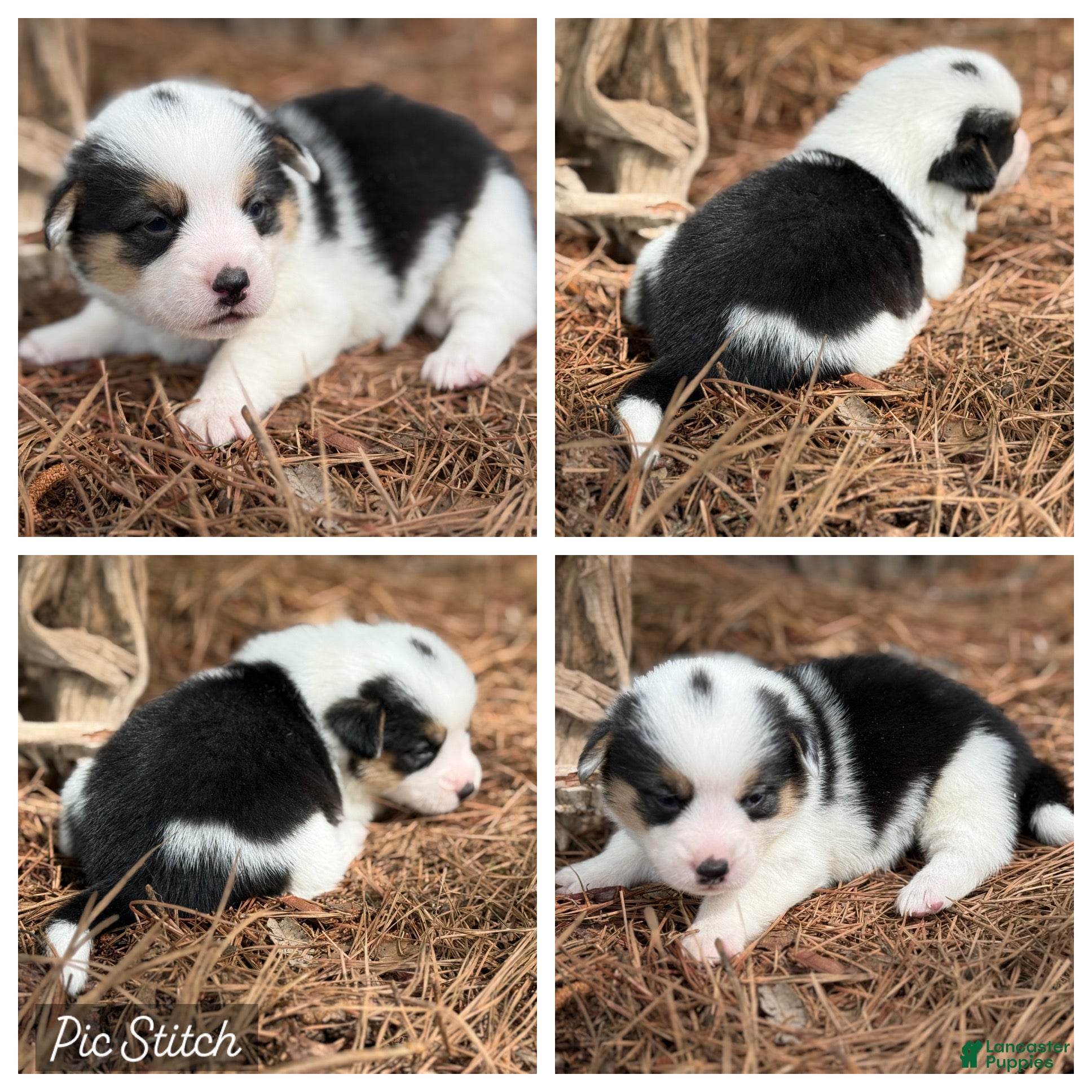 Mixed Breed dogs Mismark tri girl with tail - Ad 26