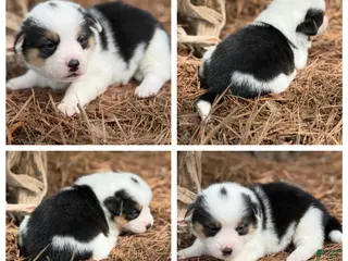 Mixed Breed dogs Mismark tri girl with tail - Ad 26