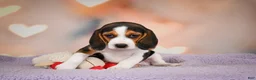 Beagle dogs for sale: OAKLY - Ad 6