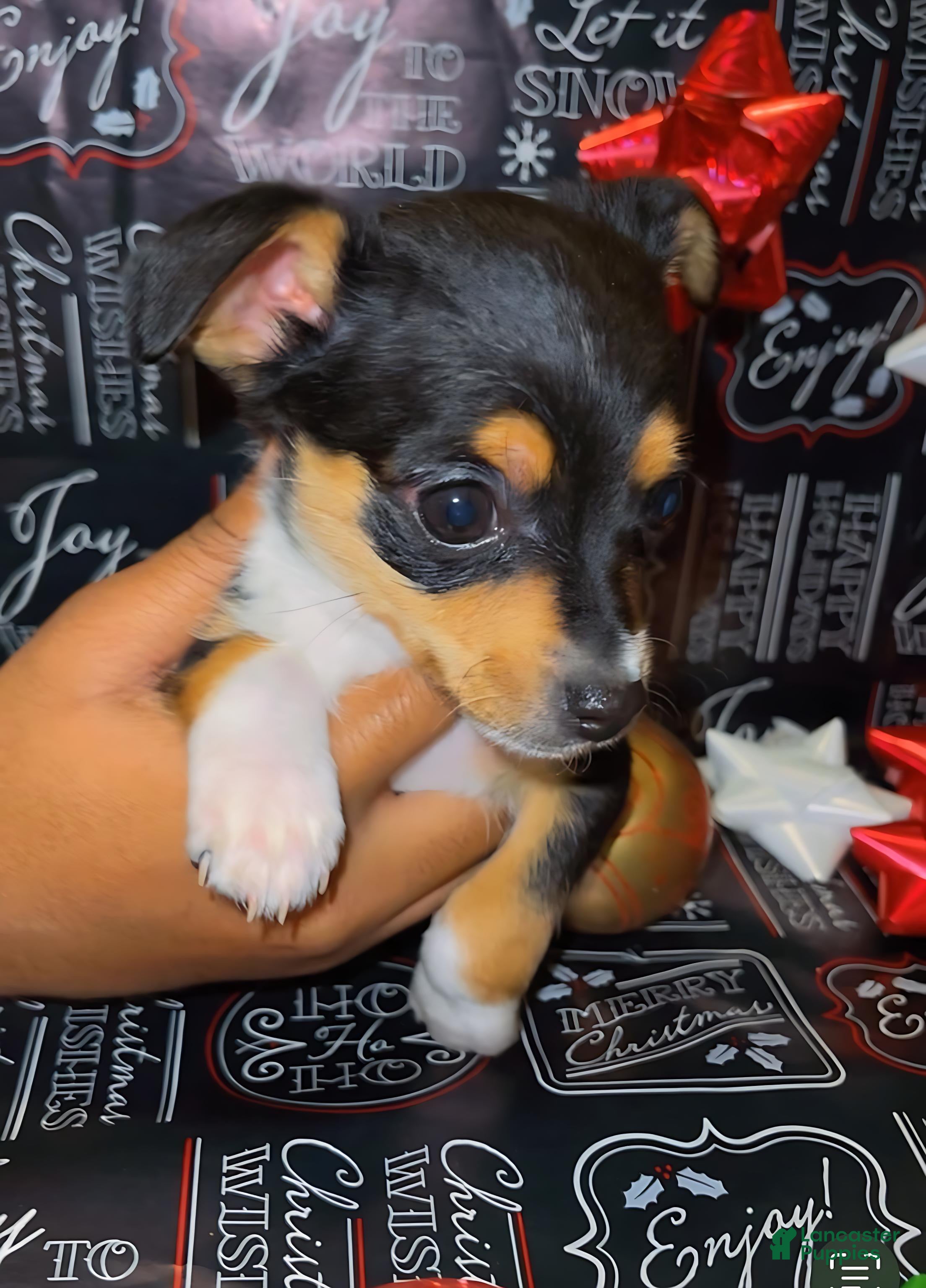 Mixed Breed dogs Mixed Breed Puppy 1 - Ad 40