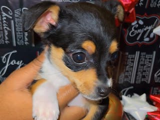 Mixed Breed dogs Mixed Breed Puppy 1 - Ad 32