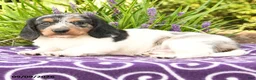 Miniature Dachshund dogs for sale: Owen - Ad 4