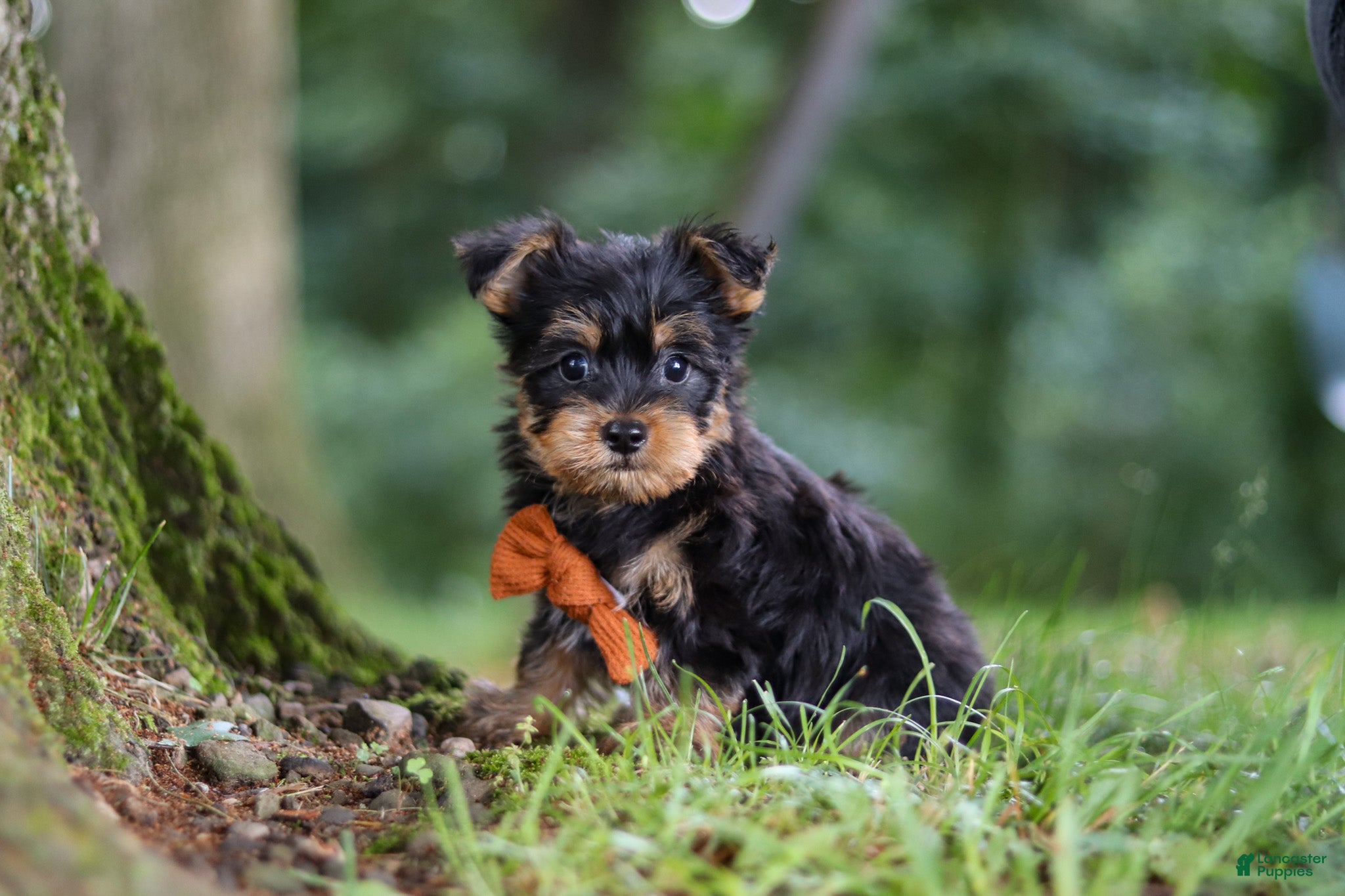 Yochon dogs Teddy - Ad 1