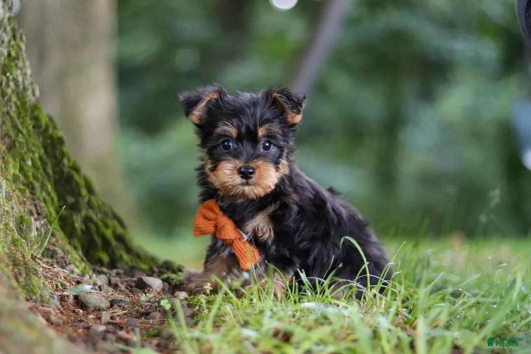 Yochon dogs for sale: Teddy - Ad 1