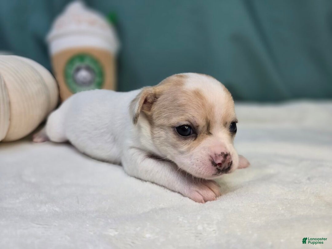 Chihuahua dogs for sale: Peppy - Ad 3