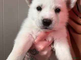 Gerberian Shepsky dogs (Black collar) Gerberian Shepsky Puppy 1 - Ad 14