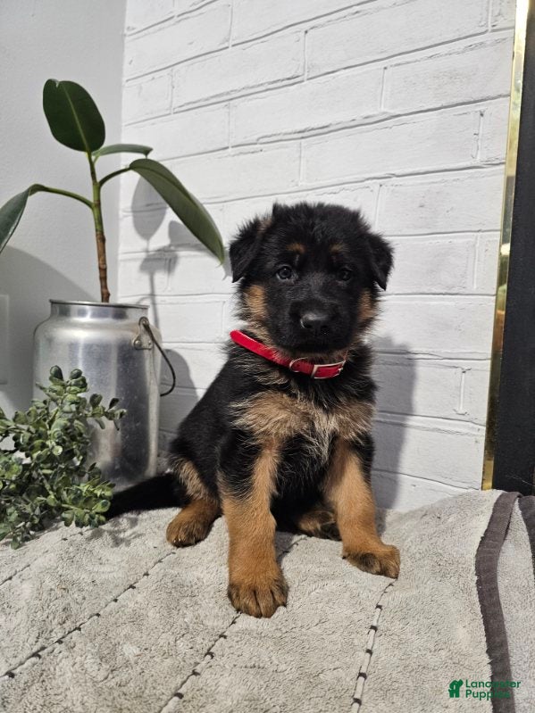 German Shepherd dogs Raven - Ad 1