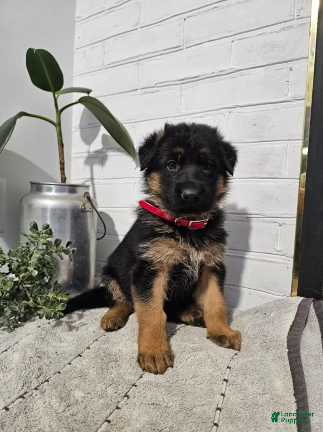 German Shepherd dogs for sale: Raven - Ad 1