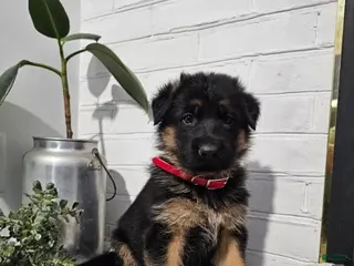 German Shepherd dogs for sale: Raven - Ad 3